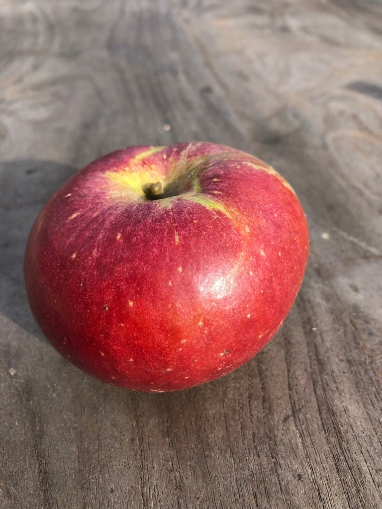 Reinette Hernaut [Pomme] (BIO)