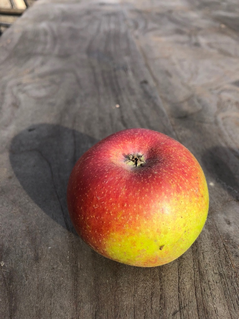 Reinette de Waleffe [Pomme] (BIO)