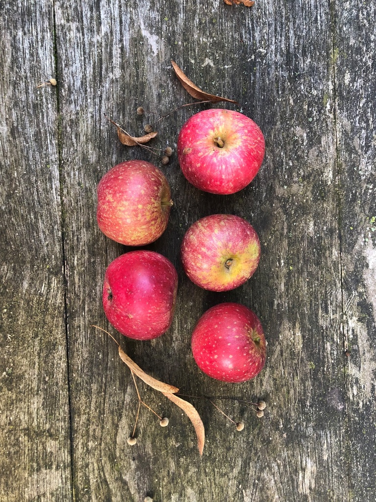 Reinette étoilée [Pomme]