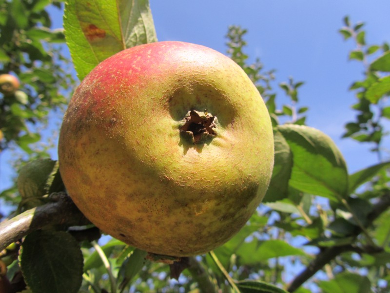 Reinette de Chênée [Pomme]