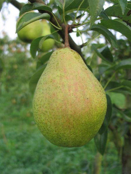 Légipont [Poire]