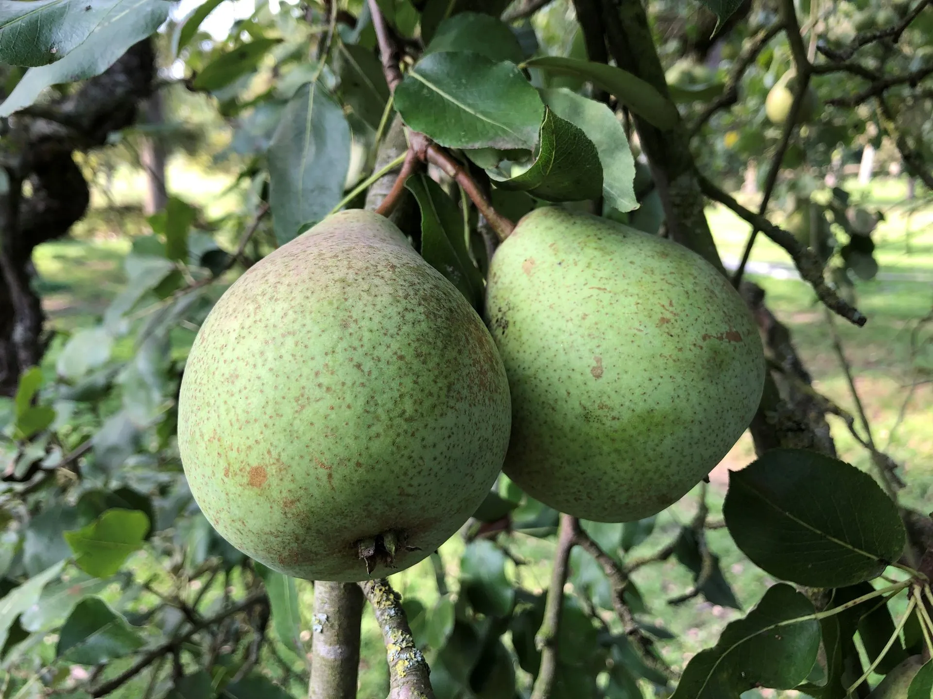 Double Philippe [Poire] (BIO)