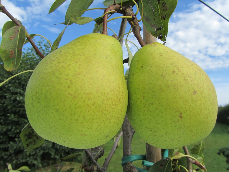 Madame Grégoire [Poire]