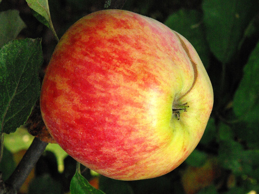 Pomme Henry [Pomme]