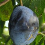 Altesse Double de Liège [Prune]